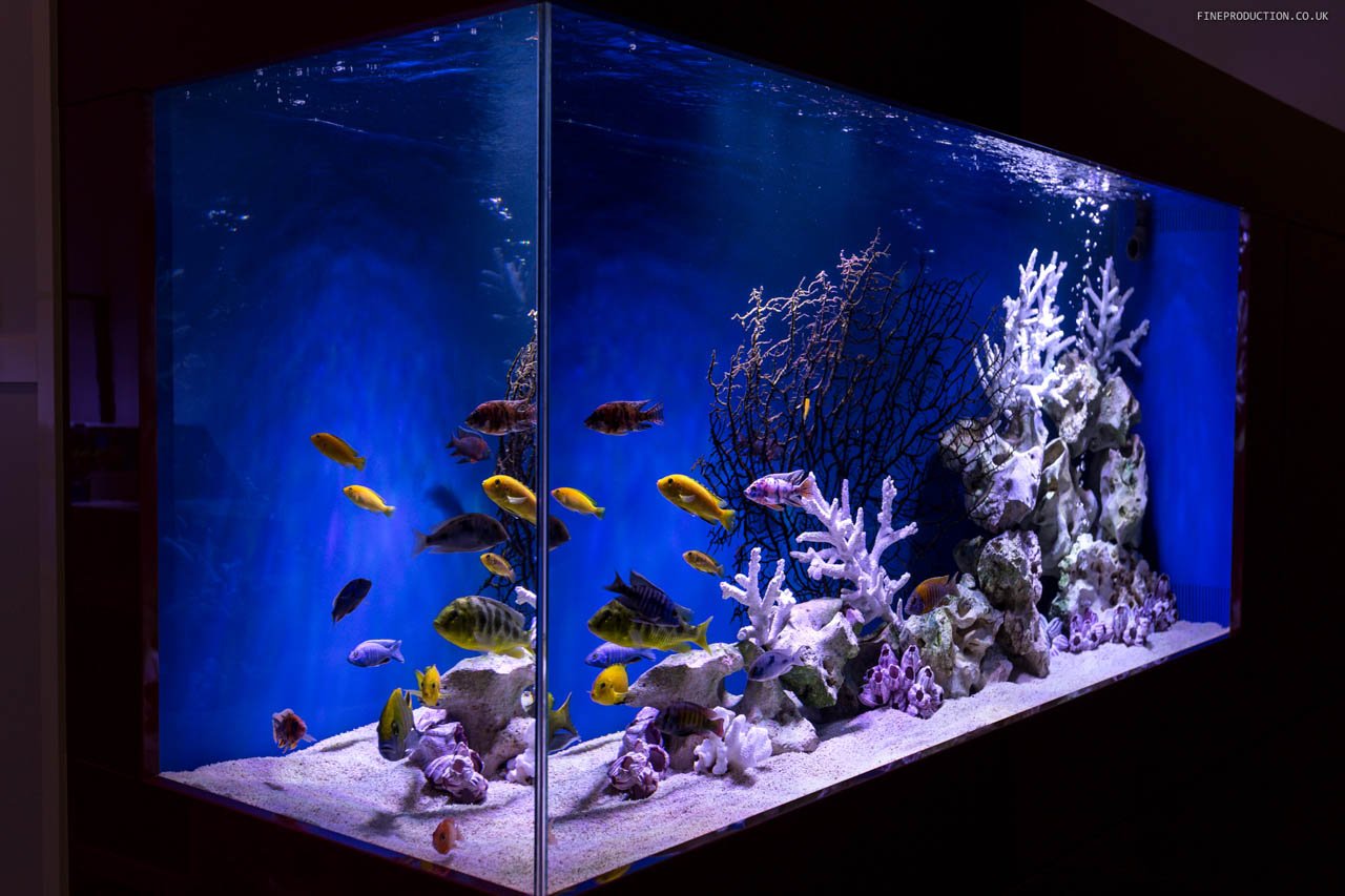 London Aquarium Marine Life Display