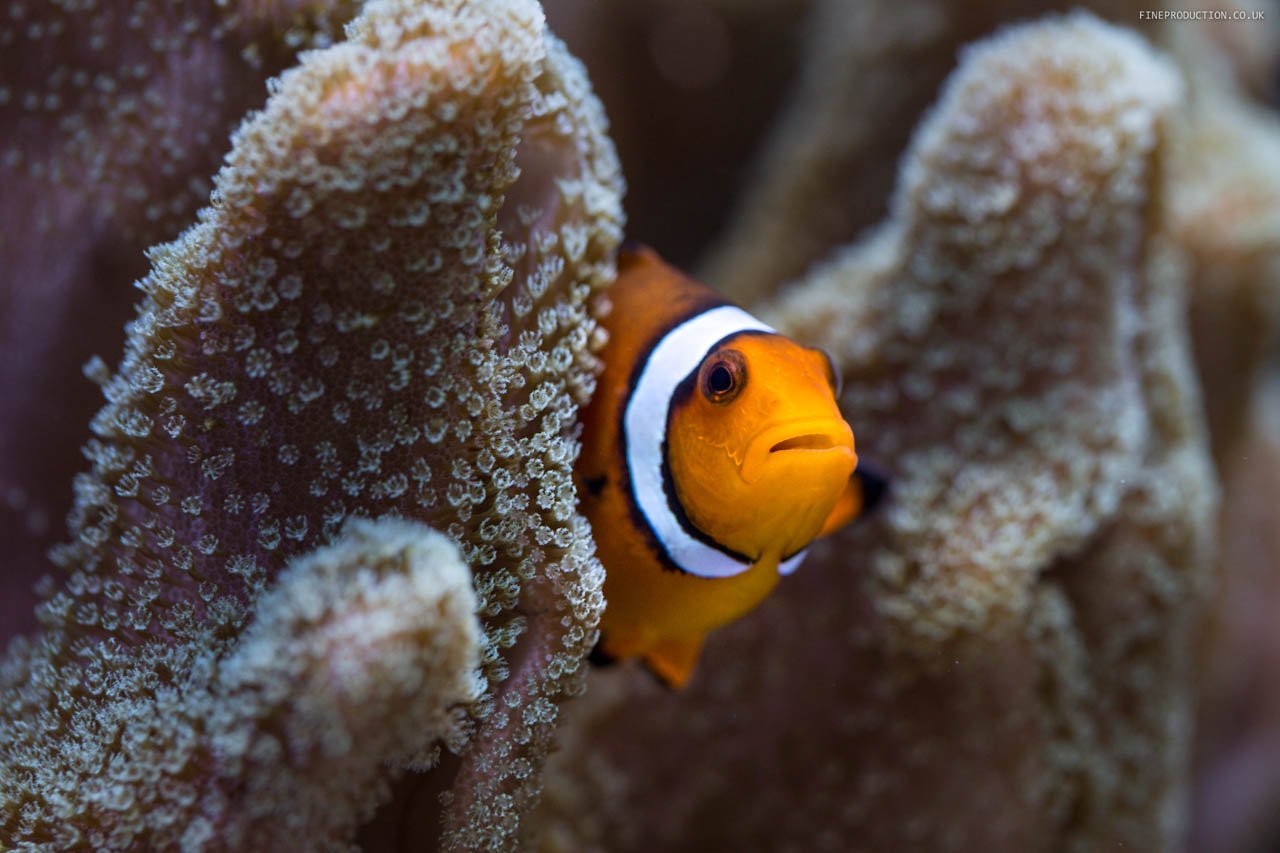 London Aquarium Installation Process