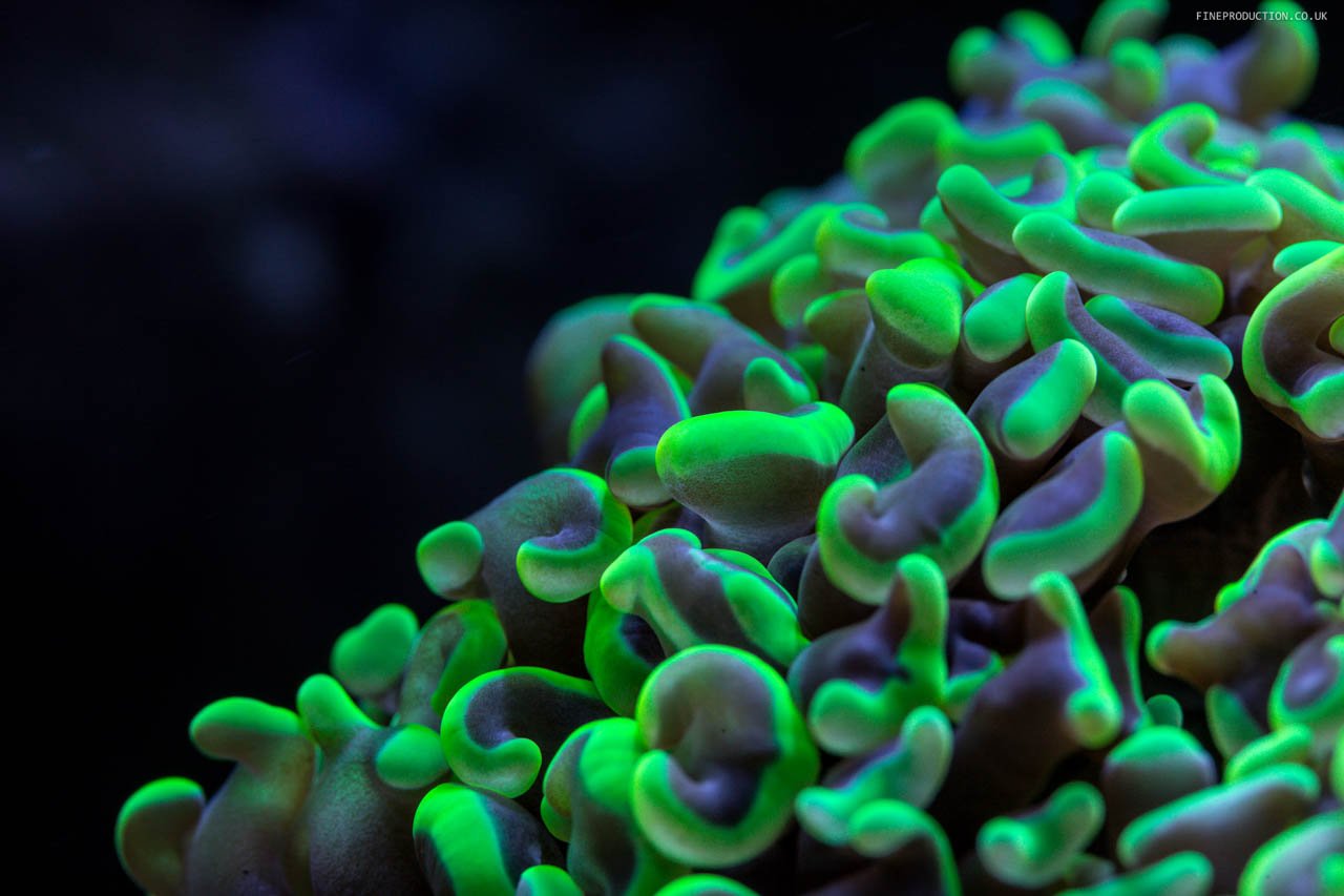 London Aquarium Underwater Ecosystem