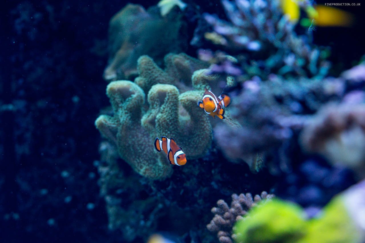 London Aquarium Public Viewing Area