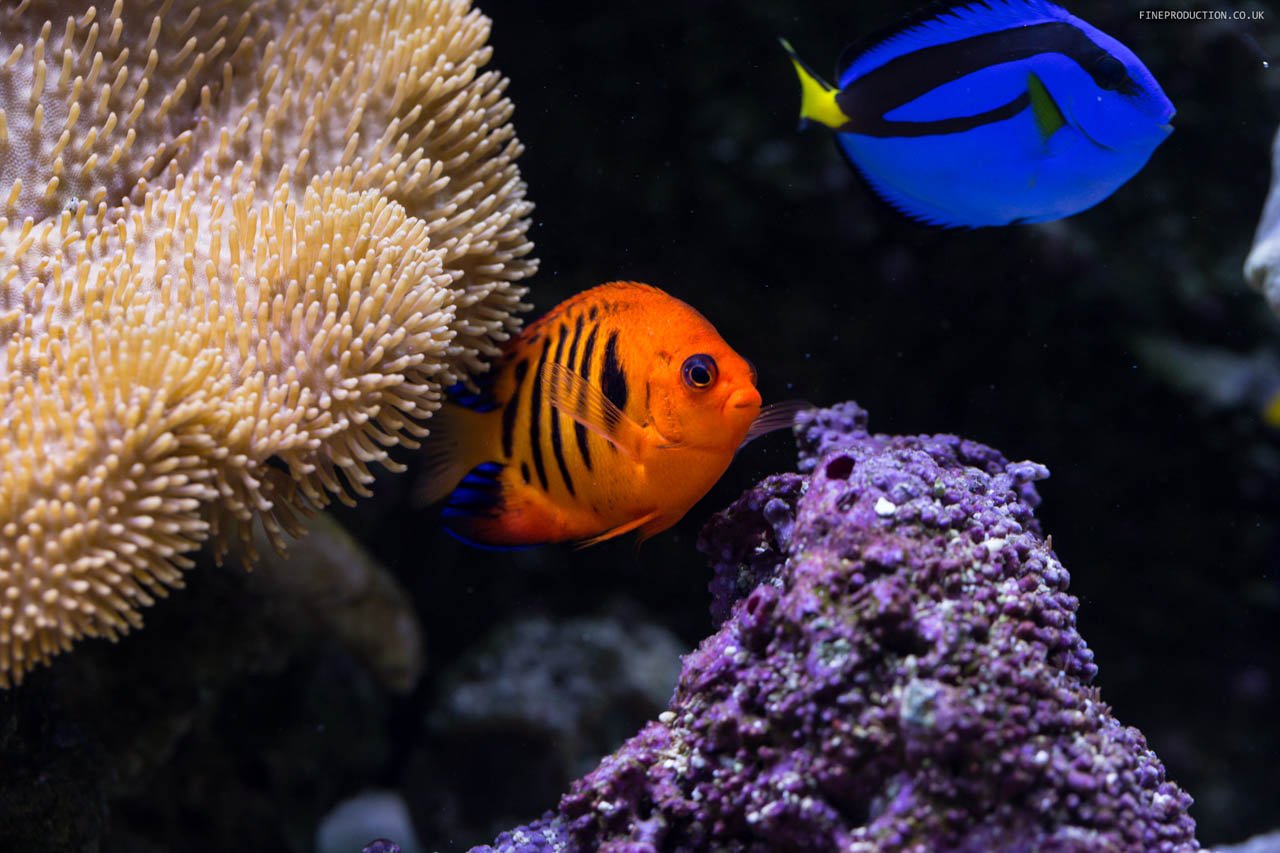 London Aquarium Tropical Fish Collection