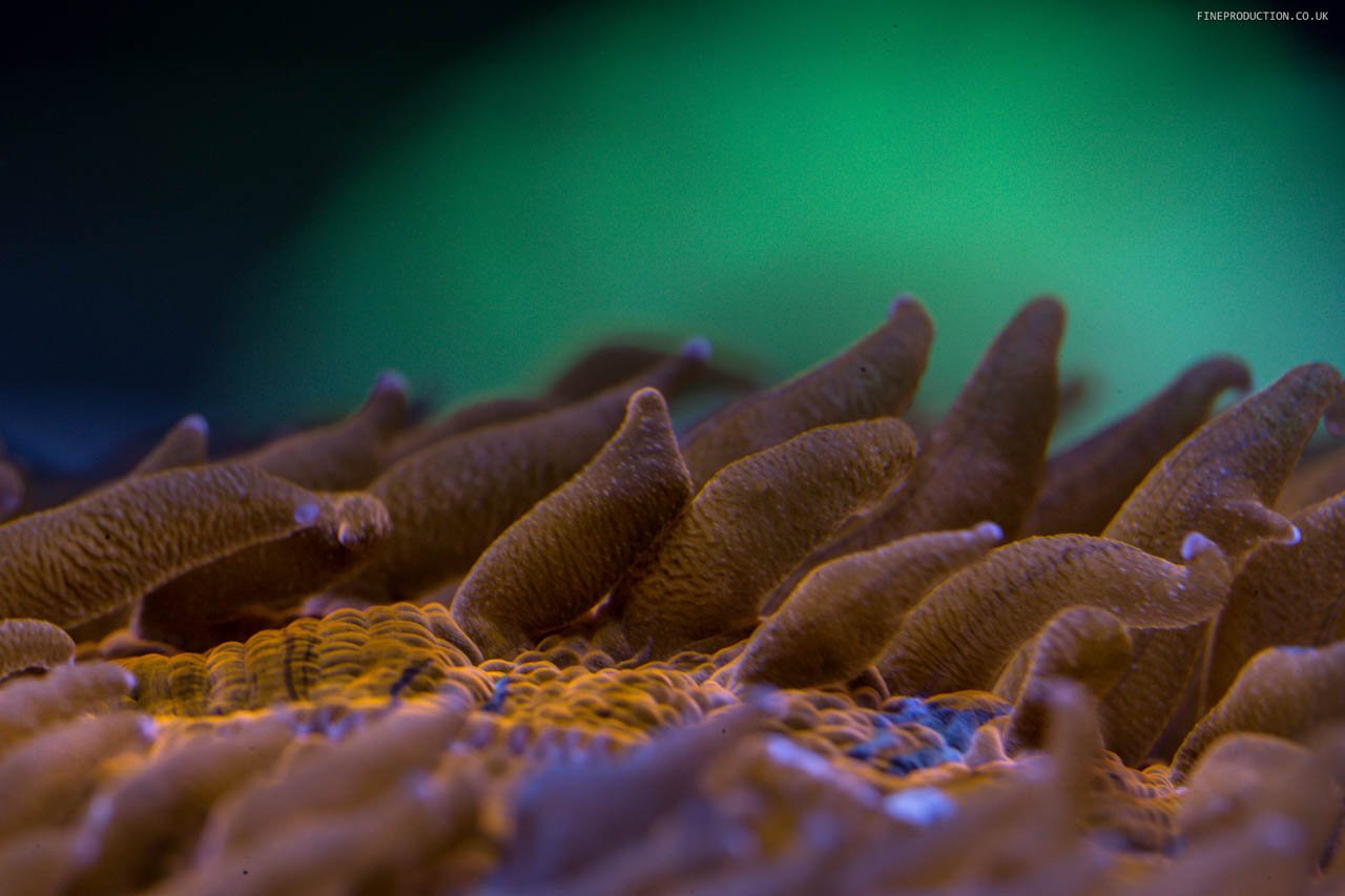 London Aquarium Freshwater Aquatic Landscape