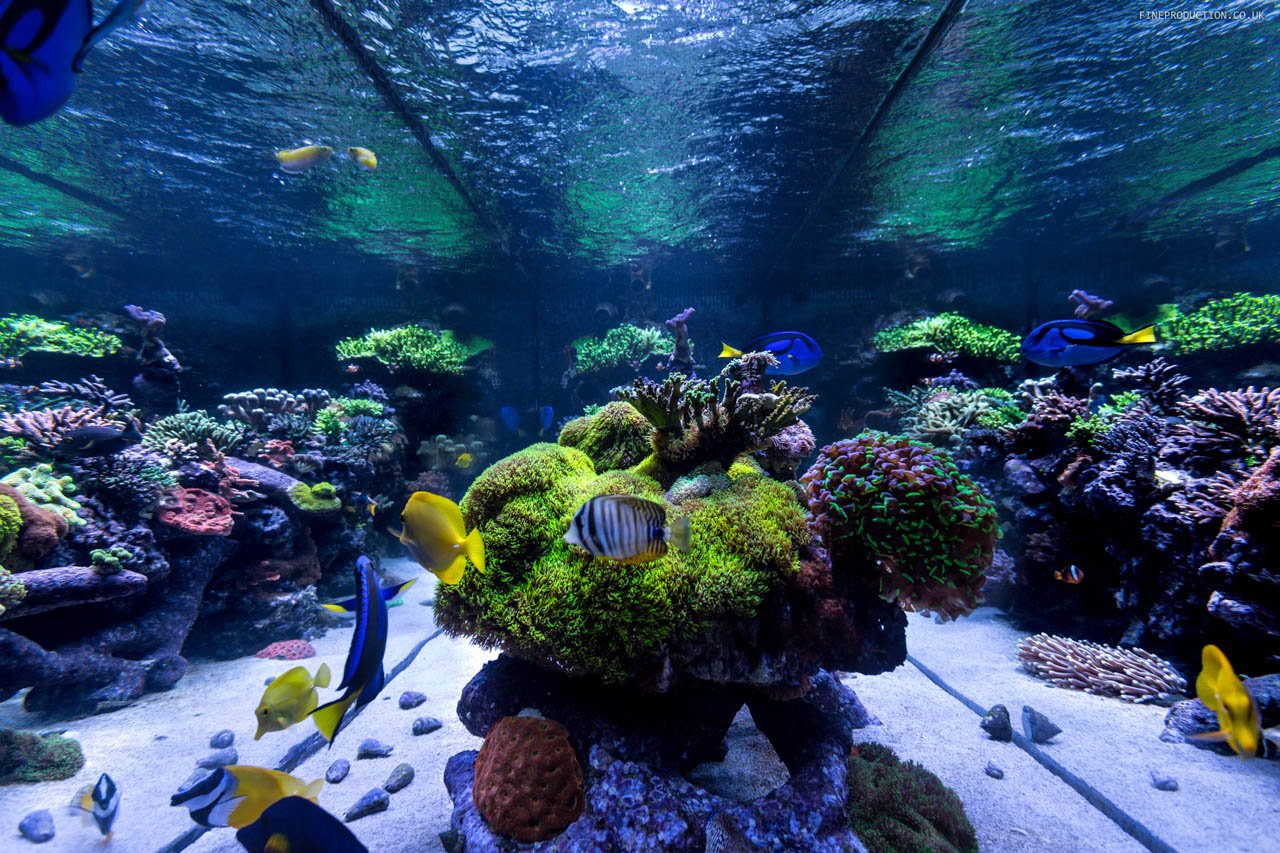 London Aquarium Marine Habitat Design