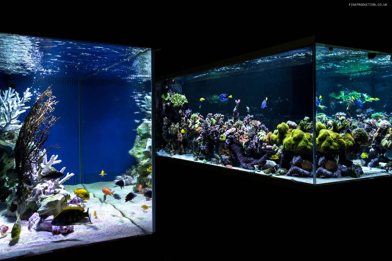 London Aquarium Fish Species Showcase