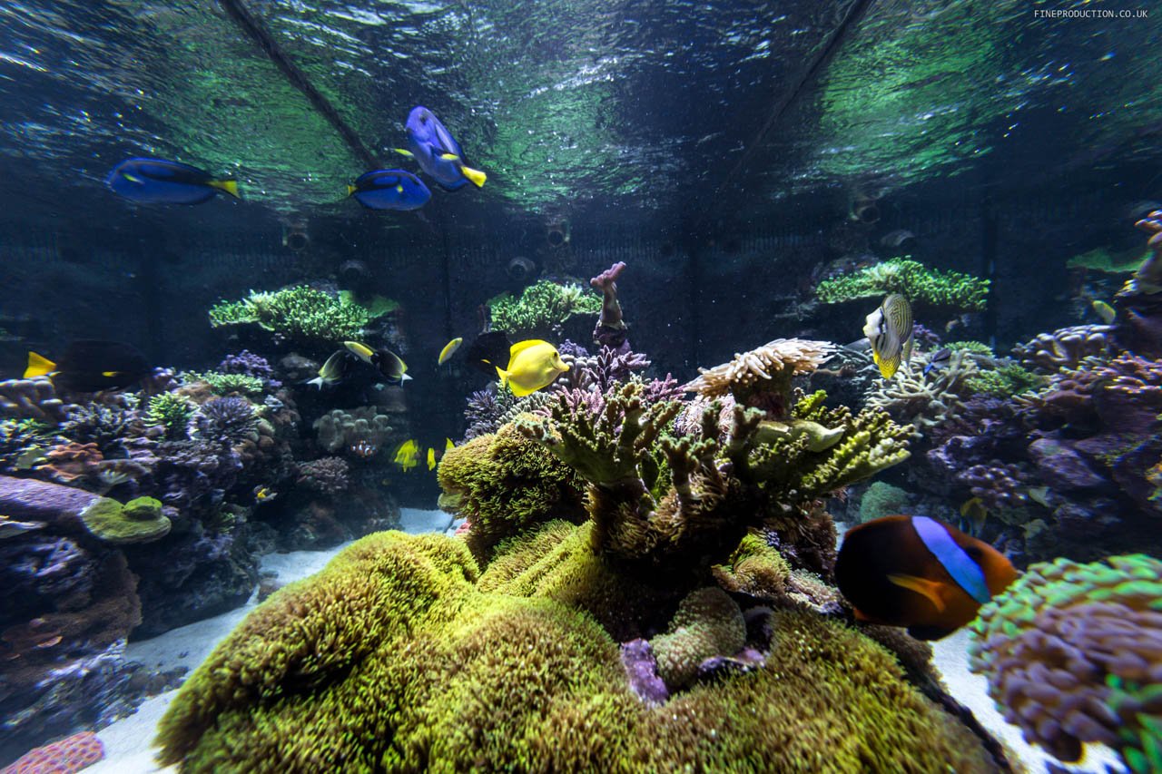 London Aquarium Installation Close-up Detail