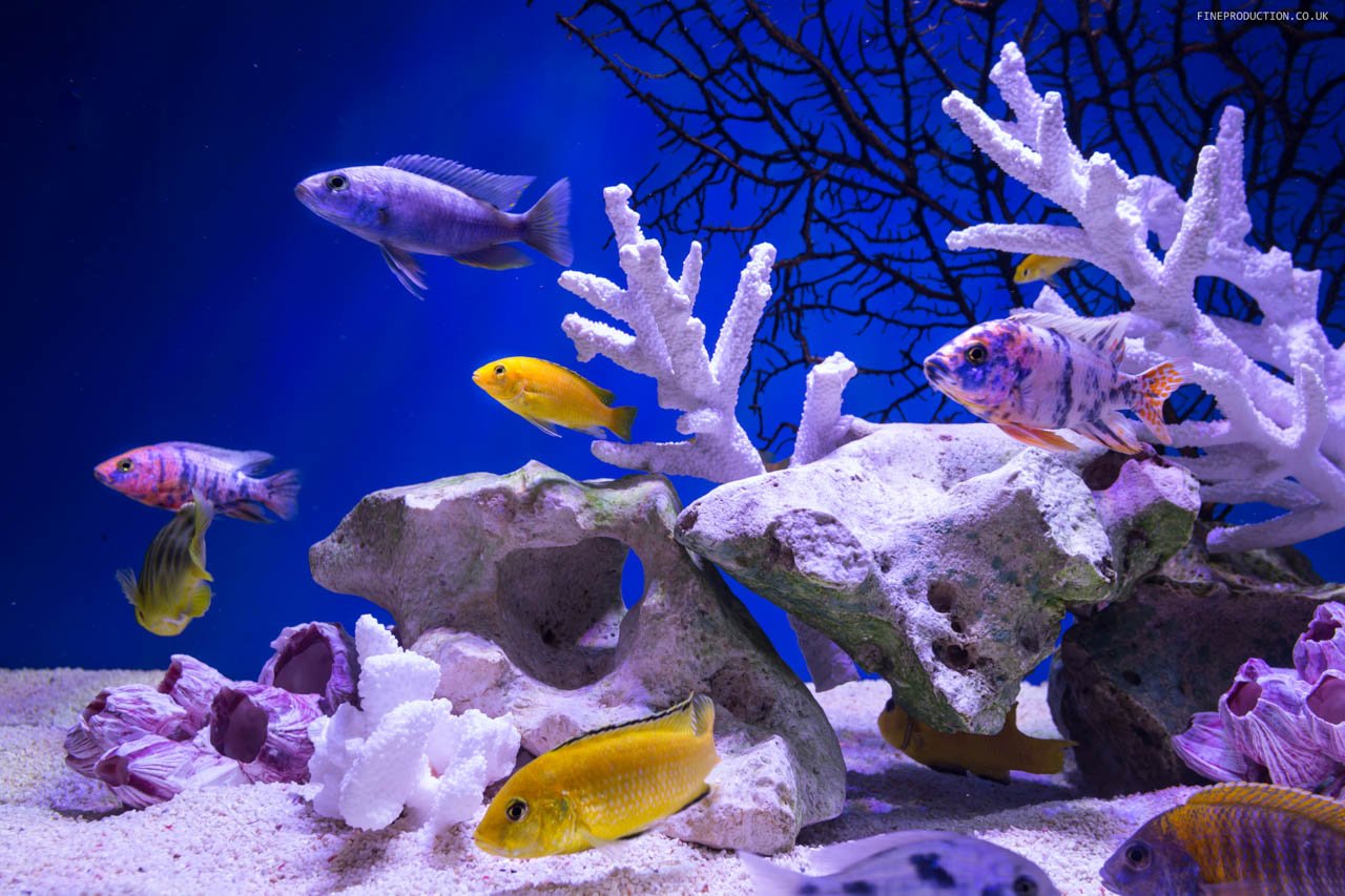 London Aquarium Commercial Tank Design