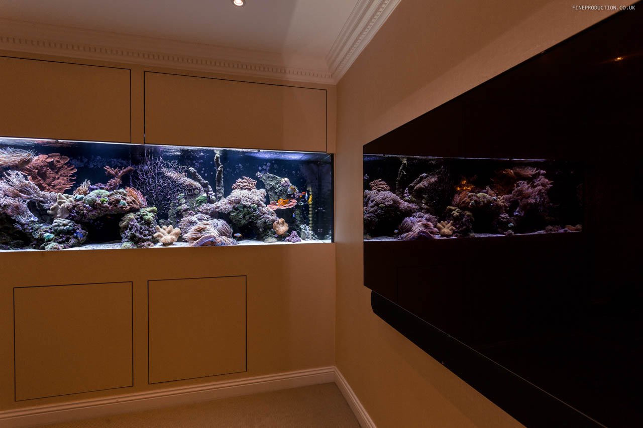 London Aquarium Ecosystem Photography