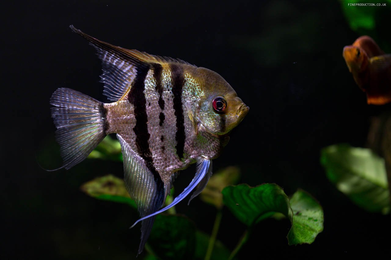 London Aquarium Design and Build Expertise