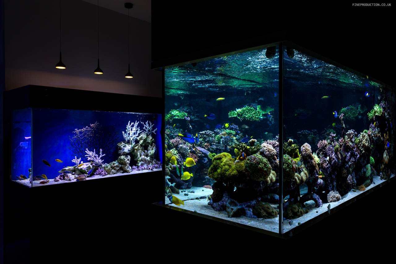London Aquarium Final Installation View